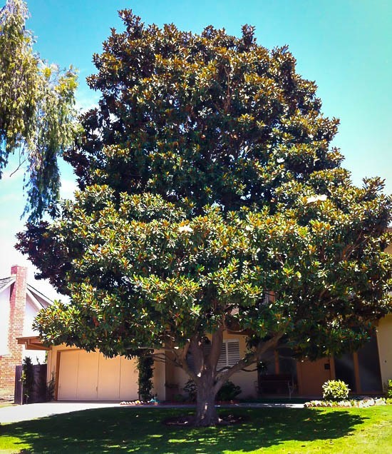 magnolia gem southern trees grandiflora tree evergreen center ratings rated customer based visit shade