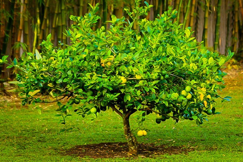 Mature Citrus Trees 14