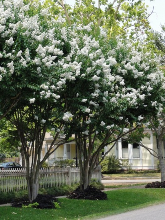 Crape Myrtle, Crepe Myrtles The Tree Center™