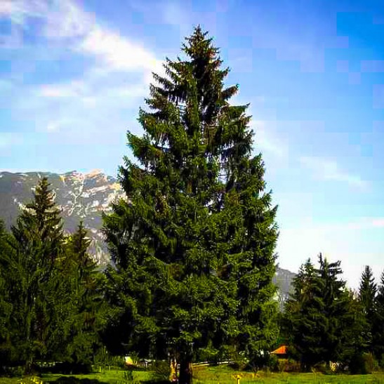 Norway Spruce | The Tree Center™