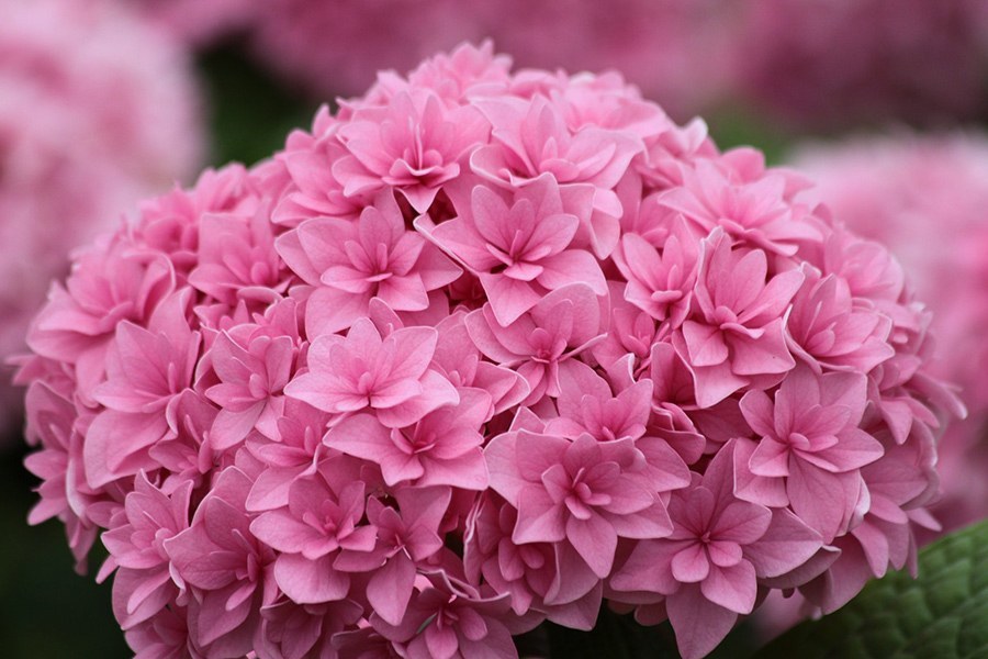Hydrangea Double Delig...