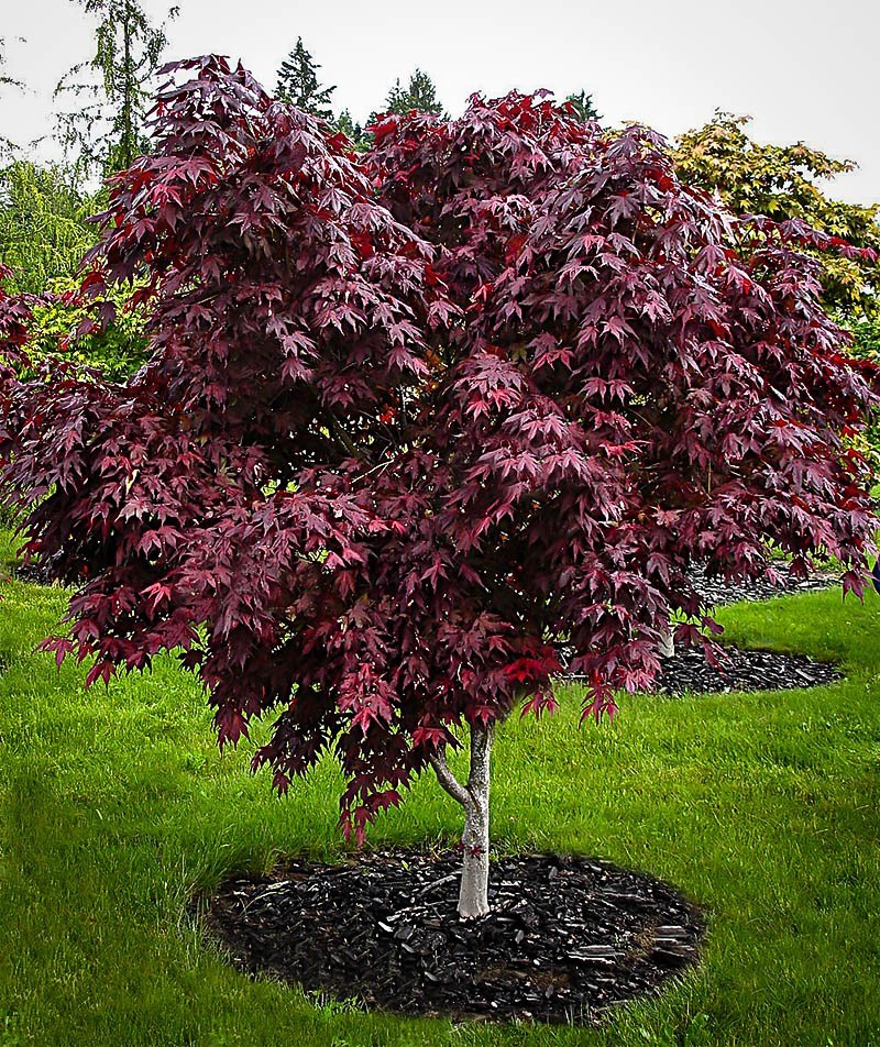 Upright Purple Ghost Japanese Maple Tree