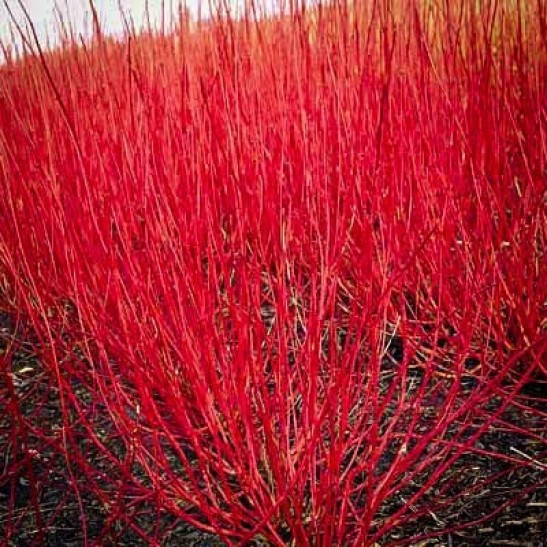 Red Twig Dogwood The Tree Center™