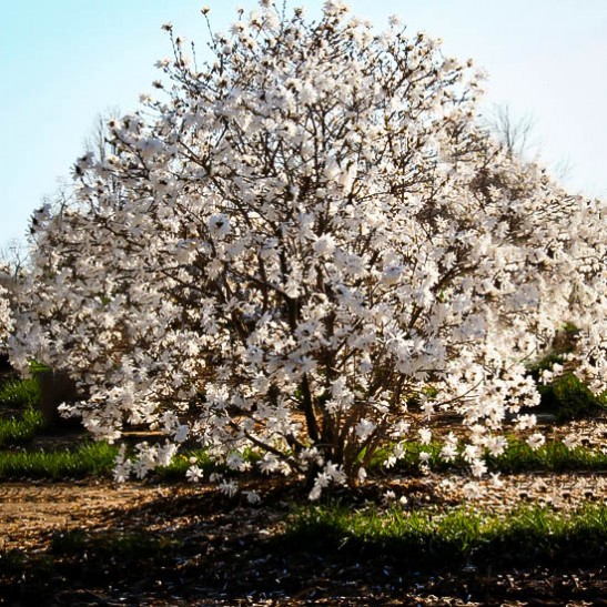 Royal Star Magnolia Tree | The Tree Center™