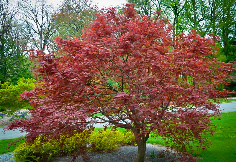 Sherwood Flame Japanese Maple