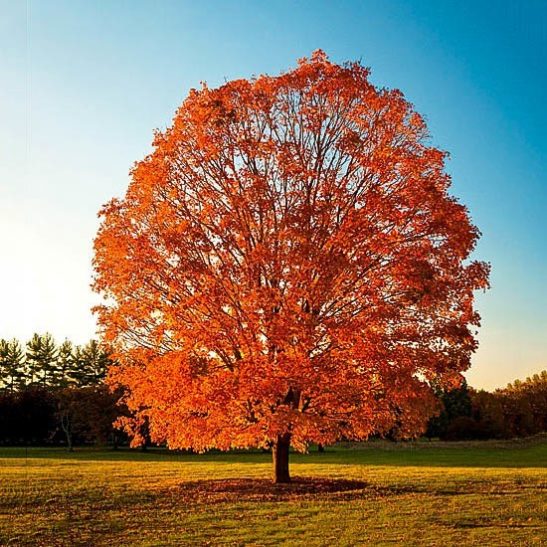 Sugar Maple | The Tree Center™