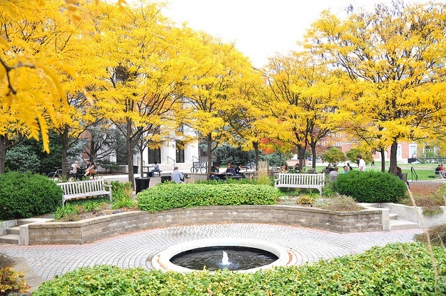 A group of Thornless Honeylocust trees.