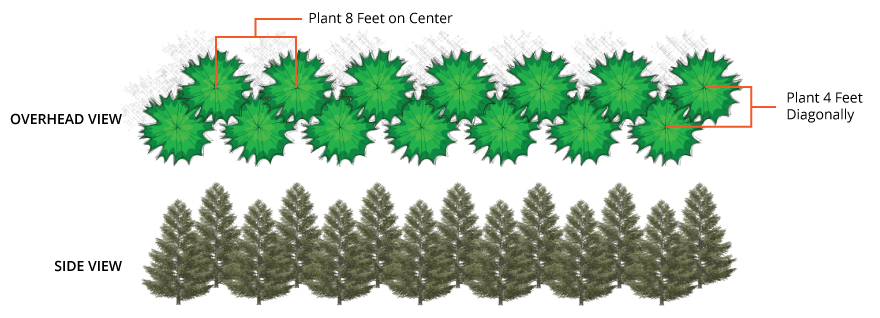Thuja Green Giant Buy Arborvitae Trees thuja-green-giant-buy-arborvitae-trees