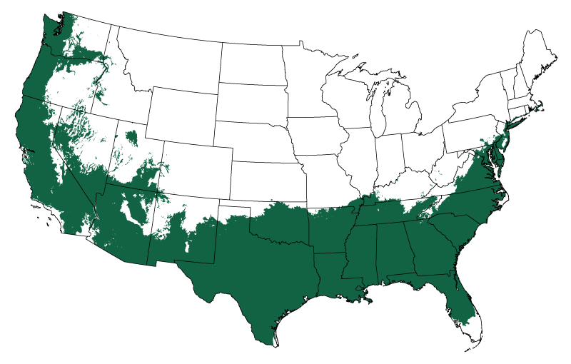 Buy Catawba Crape Myrtle Online The Tree Center™