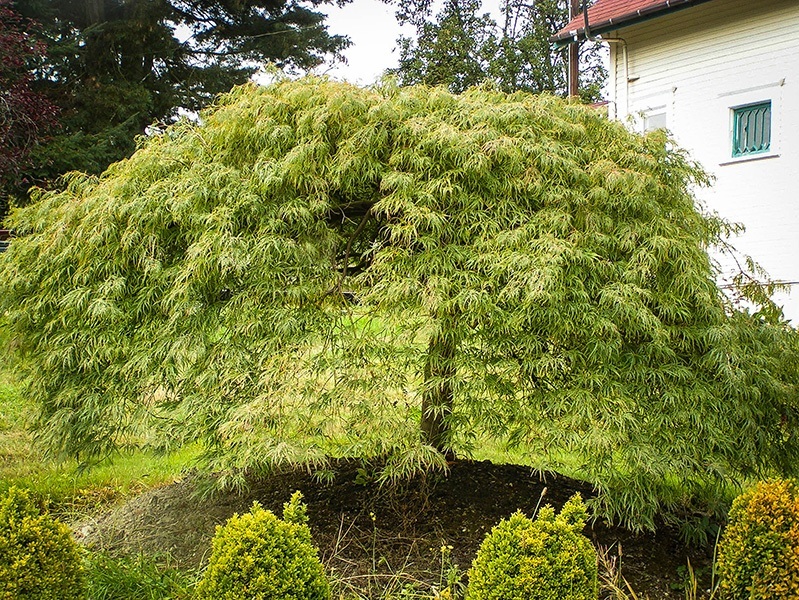 Green Weeping Viridis Laceleaf Japanese Maple Tree