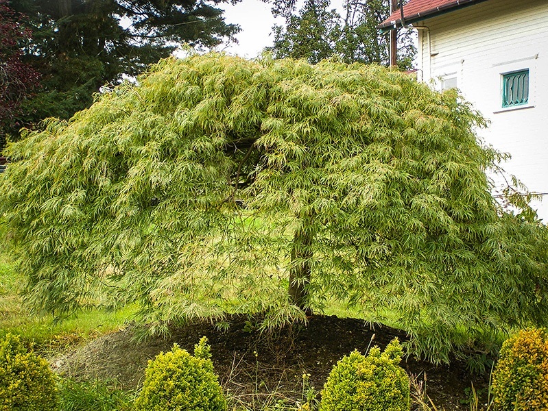 Japanese Maple Growth Chart