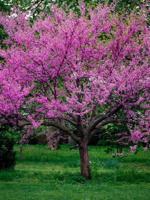 What are some facts about redbud trees?