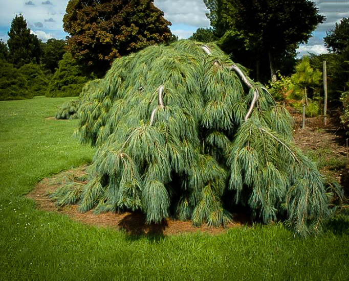 White Weeping Pine The Tree Center™