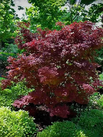 Adrian's Compact Japanese Maple