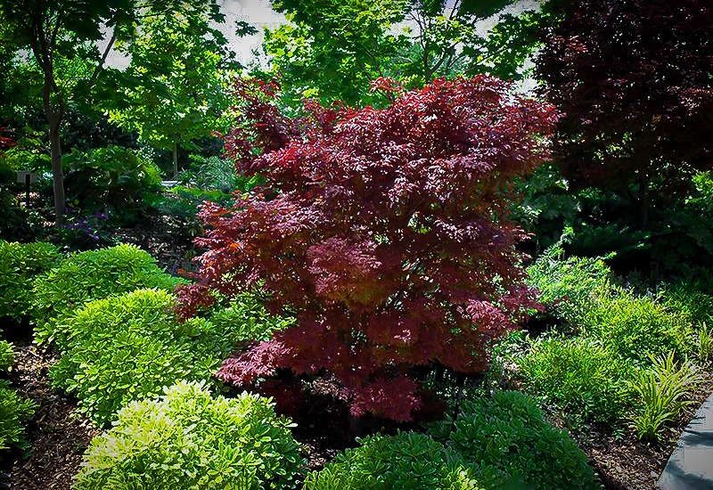 Adrian’s Compact Japanese Maple