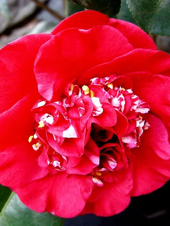 April Tryst Camellia