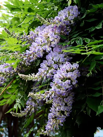 Aunt Dee Kentucky Wisteria