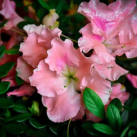 ReBLOOM® Azaleas