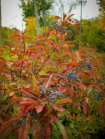 Brandywine™ Viburnum