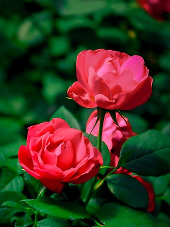 Double Red Oso Easy® Landscape Rose