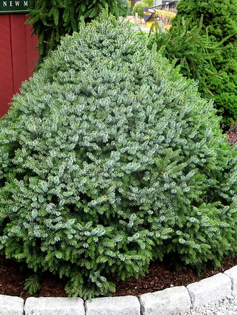 Dwarf Serbian Spruce