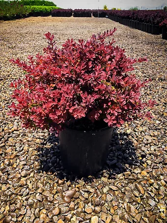 Fireball Japanese Barberry