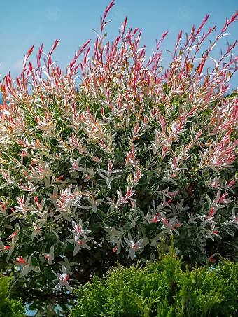 Flamingo Willow