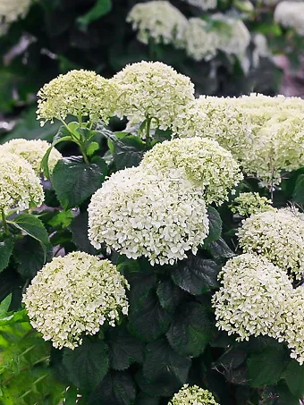 Invincibelle® Wee White Hydrangea