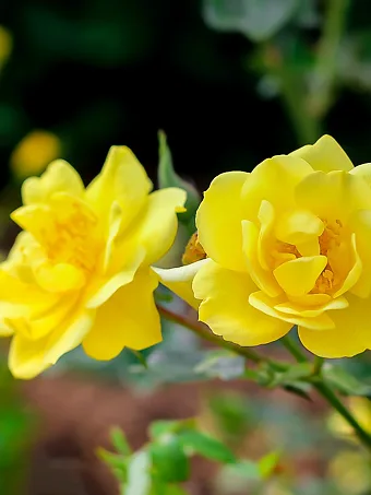 Lemon Zest Oso Easy® Landscape Rose