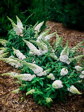 Lo & Behold® Ice Chip Butterfly Bush