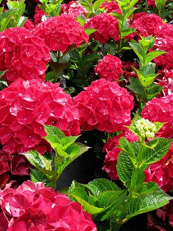 Magical Ruby Red Hydrangea