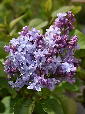 Nadezhda Hope Lilac