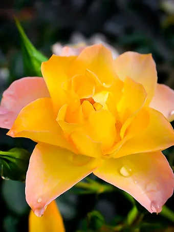 Italian Ice Oso Easy® Landscape Rose