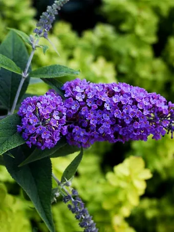 Lo & Behold® Purple Haze Butterfly Bush