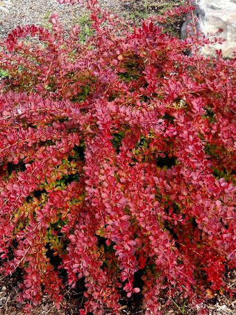 Red Carpet Barberry