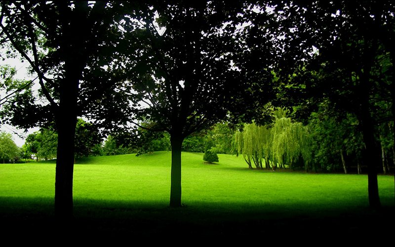 Trees For Shade