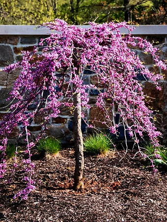 Traveller Weeping Redbud