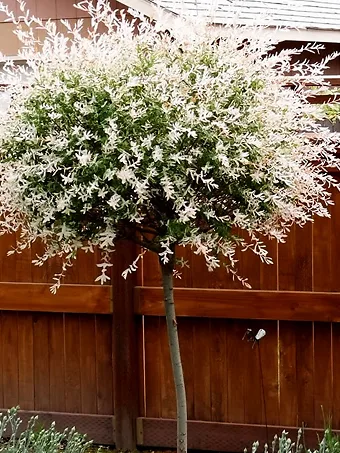 Tri Color Dappled Willow - Tree Form