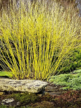 Yellow Twig Dogwood Tree