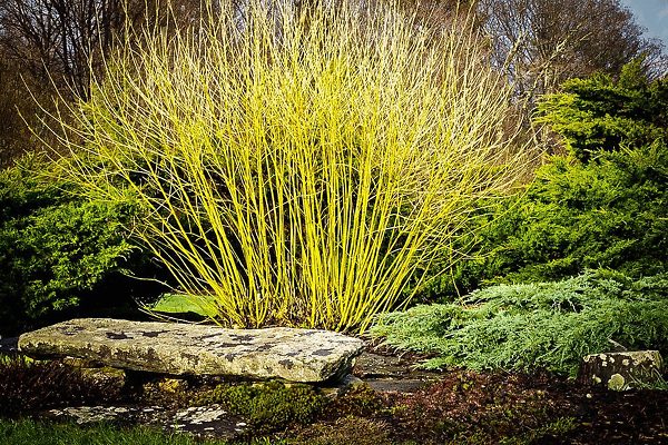 Yellow Twig Dogwood Tree