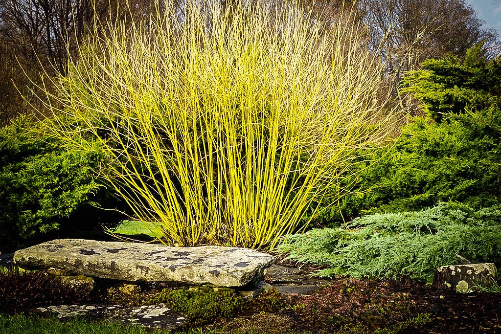 Yellow Twig Dogwood