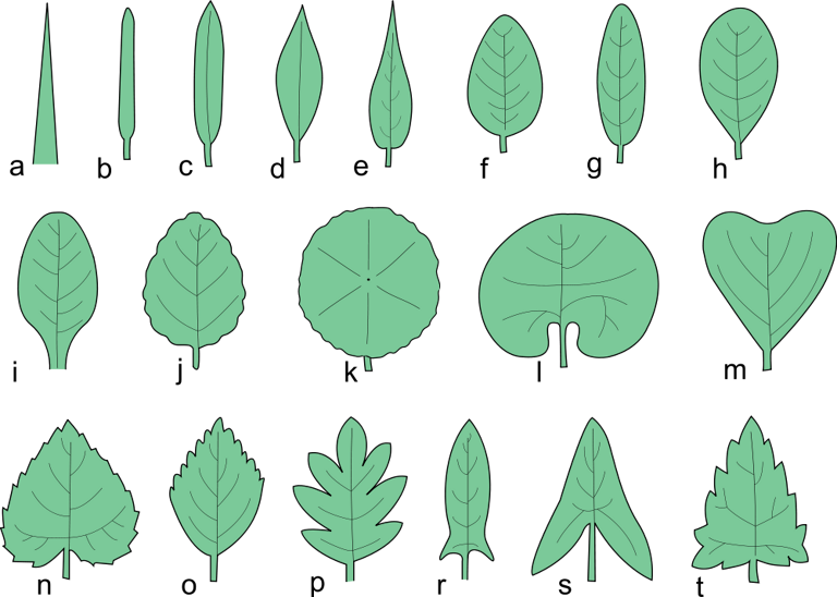 Types of Leaves Common Leaves on Trees and Plants The Tree Center