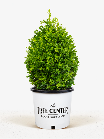 American Boxwood