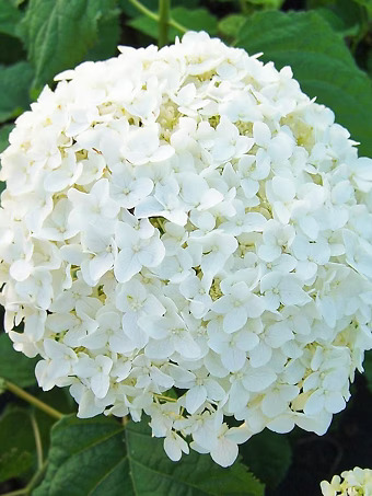 Annabelle Hydrangea
