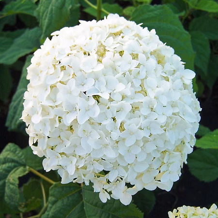 Hydrangeas