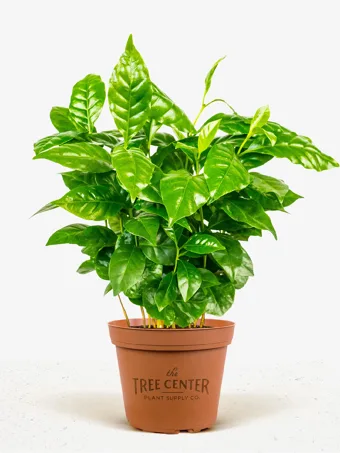 Arabica Coffee Plant