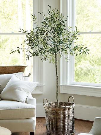 Arbequina Olive Tree