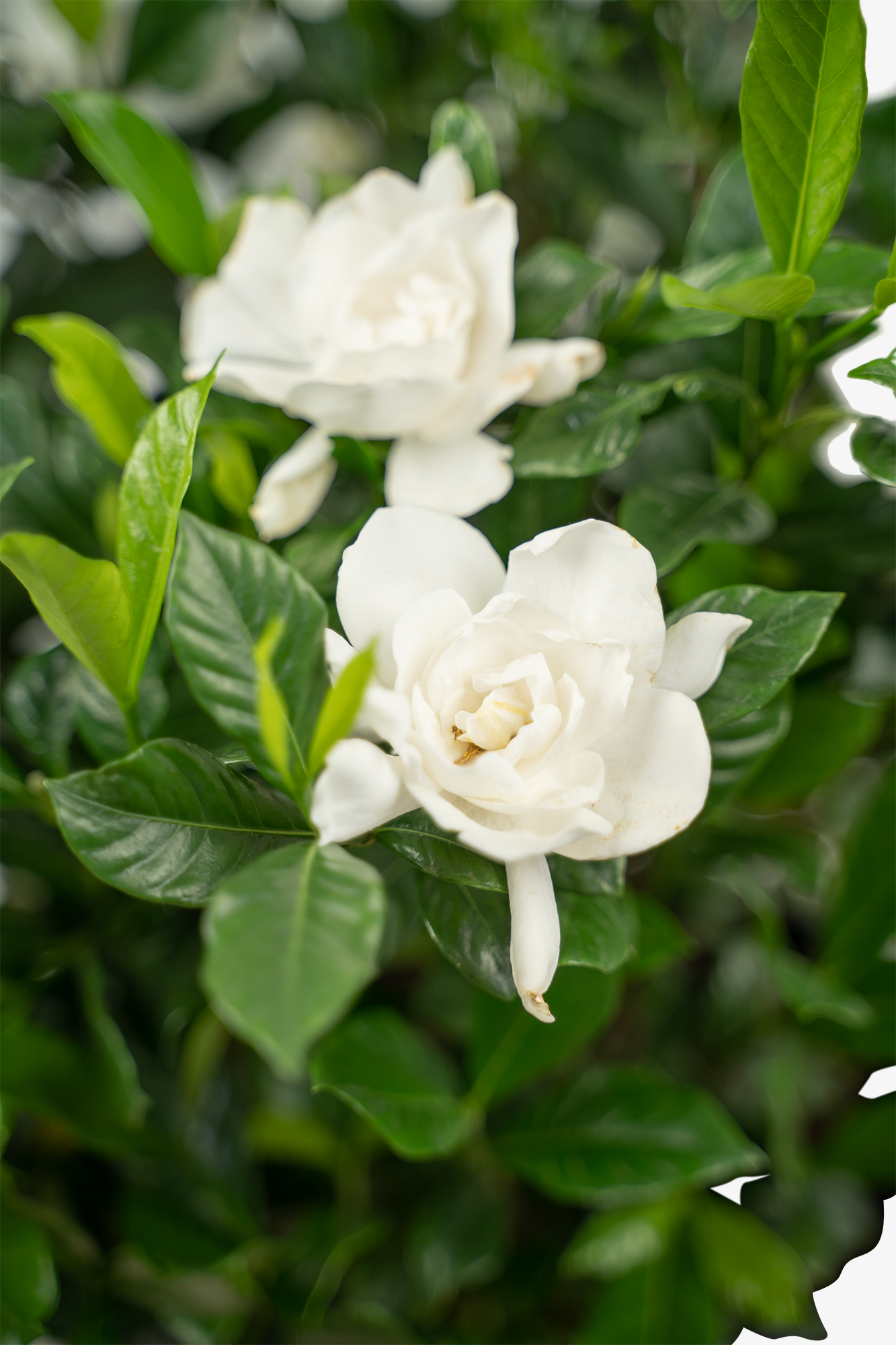 August Beauty Gardenia For Sale The Tree Center
