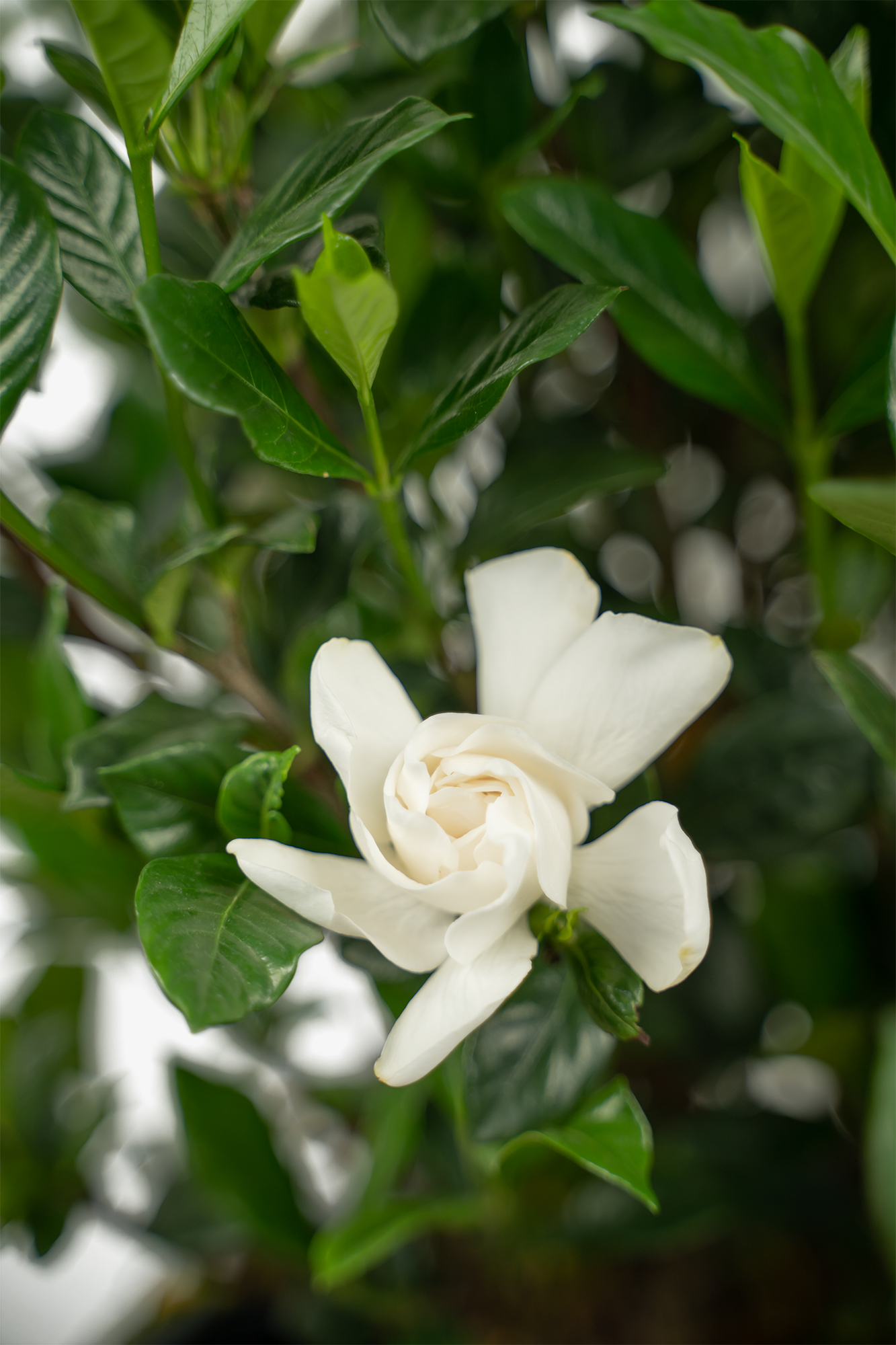 August Beauty Gardenia For Sale The Tree Center