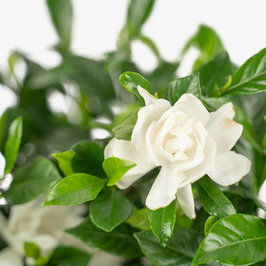 August Beauty Gardenia For Sale | The Tree Center